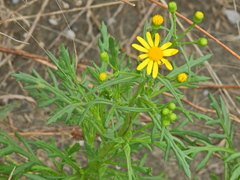 Senecio squalidus