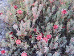 Protea canaliculata