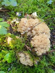 Ramaria rufescens