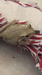 Osteopilus septentrionalis