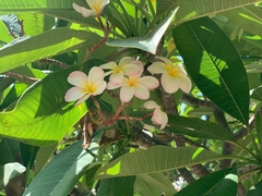Plumeria