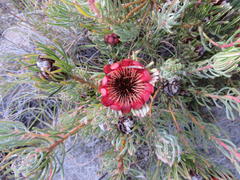 Protea canaliculata