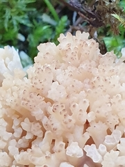 Ramaria rufescens