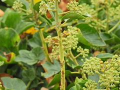 Hedera helix