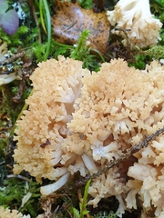 Ramaria rufescens