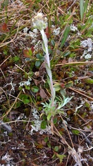 Antennaria alpina