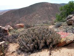 Quaqua mammillaris
