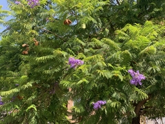 Jacaranda mimosifolia