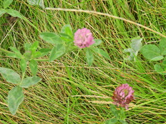 Trifolium pratense