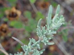 Lavandula stoechas