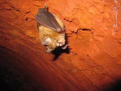 Rhinolophus capensis