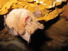 Rhinolophus capensis