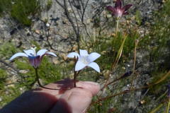 Prismatocarpus brevilobus