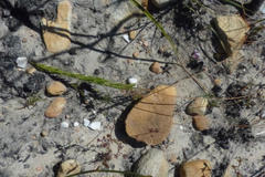 Prismatocarpus brevilobus