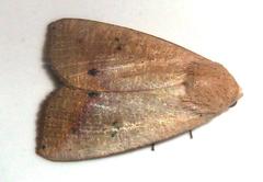 Exophyla multistriata