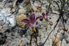 Prismatocarpus brevilobus