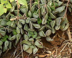 Adromischus cooperi