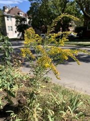 Solidago