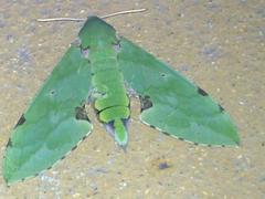 Euchloron megaera