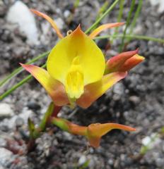 Disa tenuifolia
