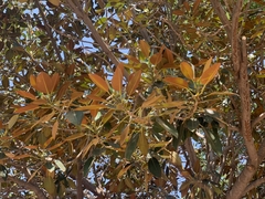Ficus macrophylla