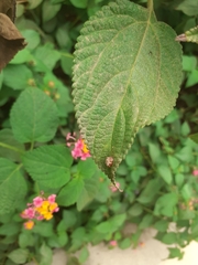 Lantana camara