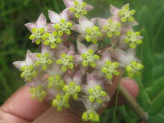 Asclepias albens