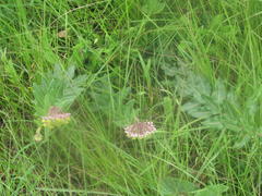 Asclepias albens