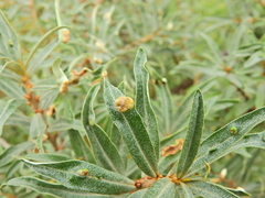 Aceria hippophaena