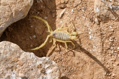 Leiurus hebraeus