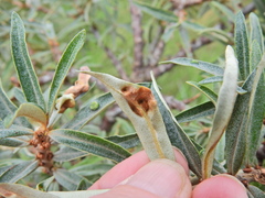 Aceria hippophaena