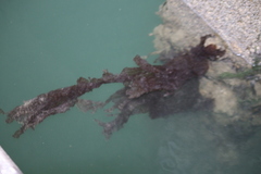 Undaria pinnatifida