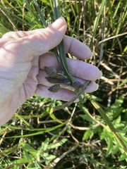 Bolboschoenus robustus