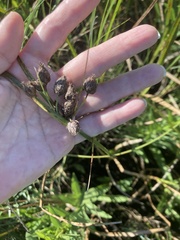 Bolboschoenus robustus