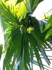 Corypha umbraculifera