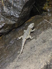 Pseudocordylus subviridis