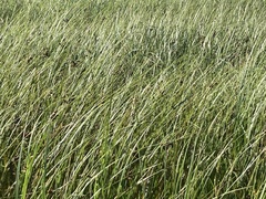 Bolboschoenus robustus