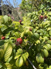 Rosa rugosa