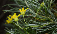 Euryops floribundus