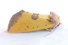 Stiria intermixta