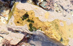 Leptophytum acervatum