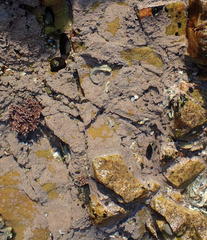 Leptophytum acervatum