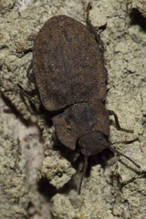 Mitua tuberculicostata