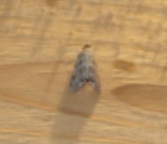 Abablemma brimleyana