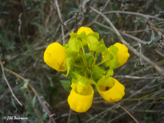 Calceolaria collina
