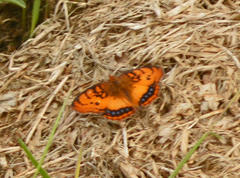 Catacroptera cloanthe cloanthe