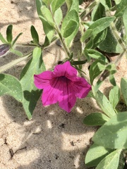 Petunia integrifolia