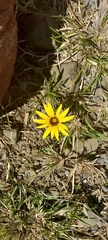 Asteraceae