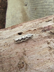 Ethmia candidella
