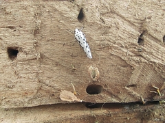 Ethmia candidella